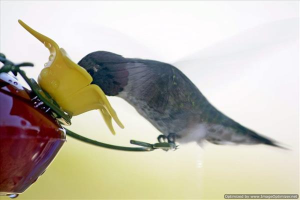 Hummingbirds on the Tanama Jungle Ranch