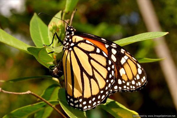 Butterfly garden on Tanama Jungle Ranch